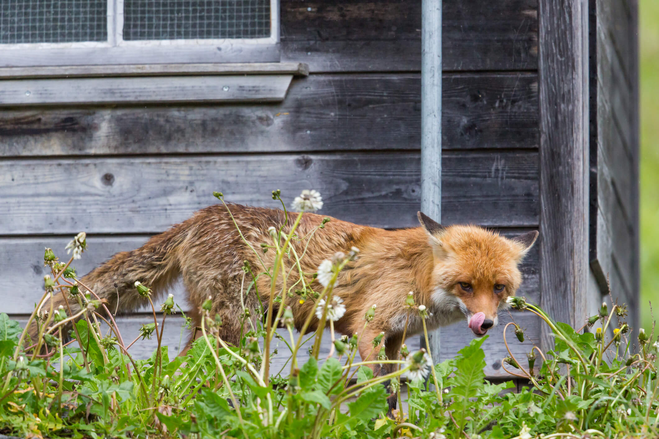 fox in the hen house - Complete Controller