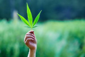 Hand holding a small marijuana leaf